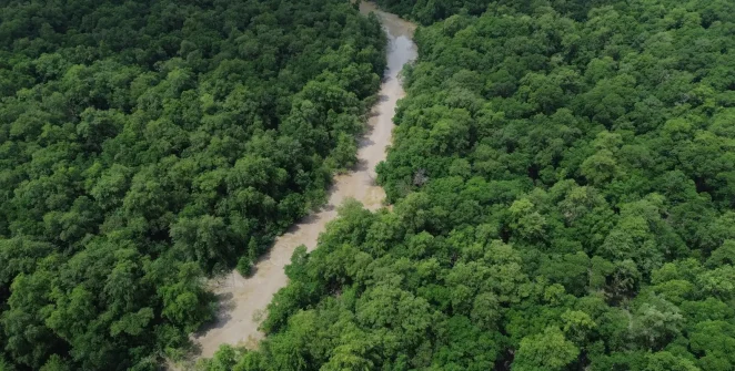 Dia da Amazônia abre contagem regressiva para eleições com campanha por votos ambientais