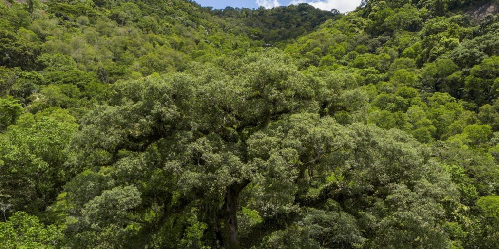 Vegetação secundária já ocupa 25% da Mata Atlântica, aponta MapBiomas