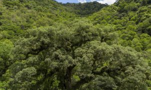 Vegetação secundária já ocupa 25% da Mata Atlântica, aponta MapBiomas