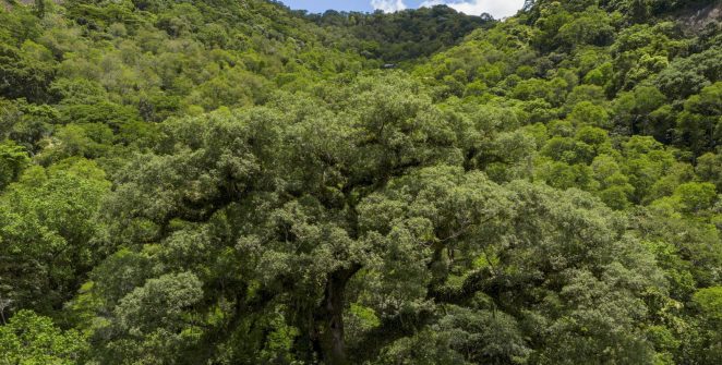 Vegetação secundária já ocupa 25% da Mata Atlântica, aponta MapBiomas