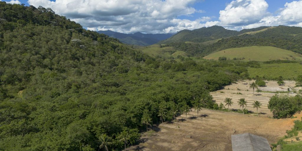 Mata Atlântica perde 11 milhões de hectares de pastagem para a agricultura em 41 anos