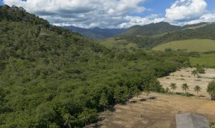 Mata Atlântica perde 11 milhões de hectares de pastagem para a agricultura em 41 anos