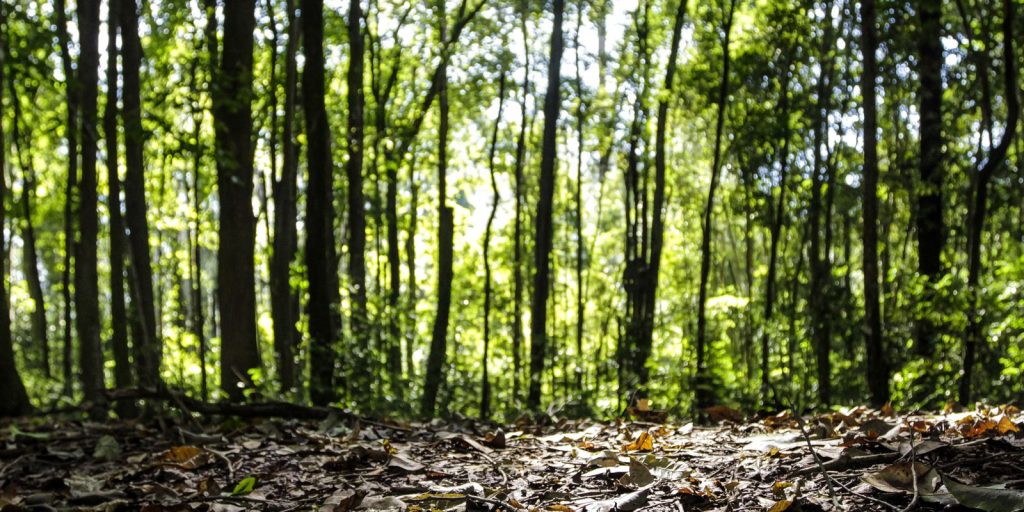 Produção florestal brasileira bate recorde e chega a R$ 47,9 bilhões em 2025