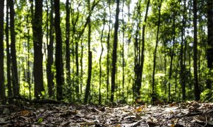 Produção florestal brasileira bate recorde e chega a R$ 47,9 bilhões em 2025