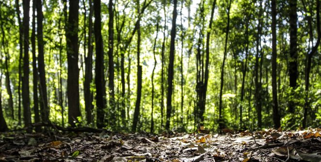 Produção florestal brasileira bate recorde e chega a R$ 47,9 bilhões em 2025
