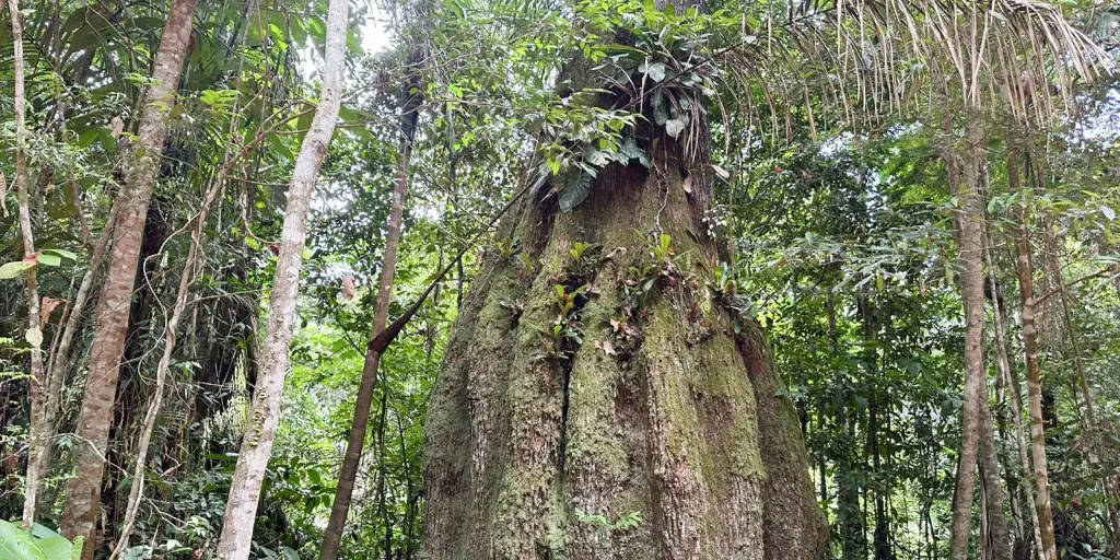 Projeto em Roraima usa mercado de carbono para evitar desmate legal de floresta
