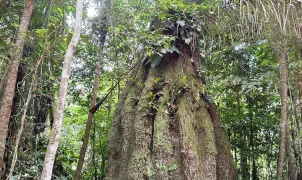 Projeto em Roraima usa mercado de carbono para evitar desmate legal de floresta