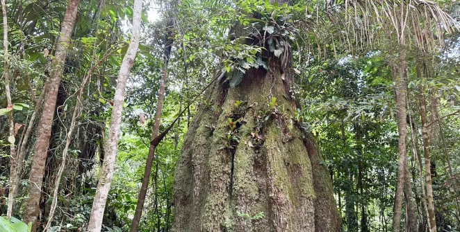 Projeto em Roraima usa mercado de carbono para evitar desmate legal de floresta