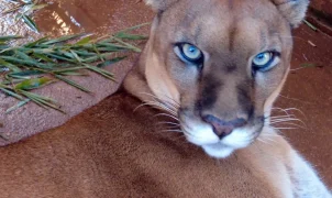 Fauna urbana de São Paulo é tema de novo episódio do Caminhos da Reportagem