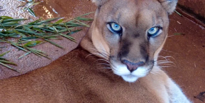 Fauna urbana de São Paulo é tema de novo episódio do Caminhos da Reportagem