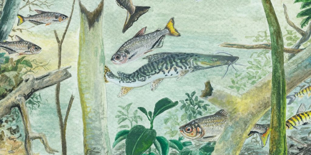 Estudo revela que Amazônia concentra 15% das espécies de peixes do mundo