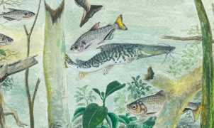 Estudo revela que Amazônia concentra 15% das espécies de peixes do mundo