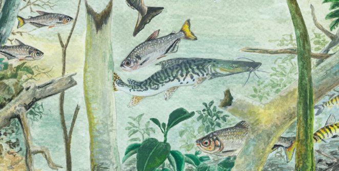 Estudo revela que Amazônia concentra 15% das espécies de peixes do mundo