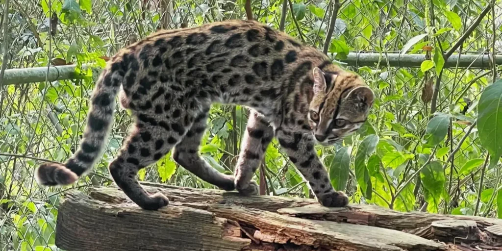 Pesquisadores identificam nova espécie de felino na Bolívia e revelam cinco linhagens de gatos-do-mato