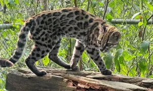 Pesquisadores identificam nova espécie de felino na Bolívia e revelam cinco linhagens de gatos-do-mato