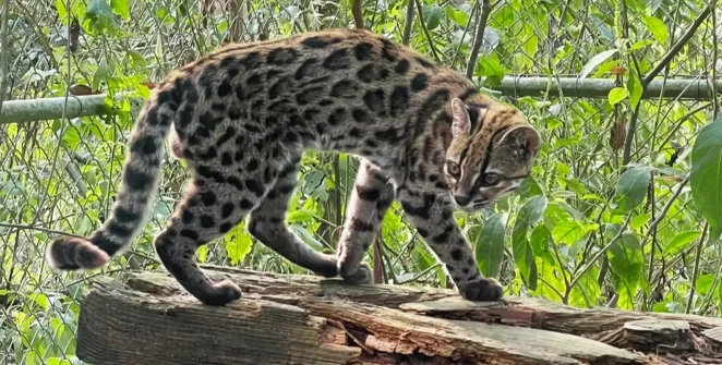 Pesquisadores identificam nova espécie de felino na Bolívia e revelam cinco linhagens de gatos-do-mato