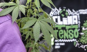 CNJ aponta que flagrantes por drogas viram prisão preventiva em 60% dos casos