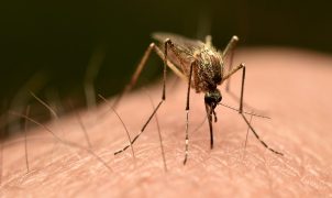Frankfurt 'airport malaria' outbreak leaves three dead, reports say