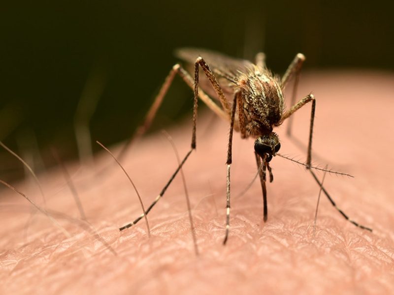 Frankfurt 'airport malaria' outbreak leaves three dead, reports say
