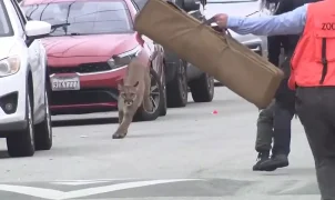 Mountain lion caught on video running through the streets of San Francsico