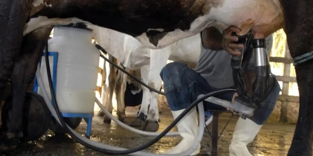 Produção de leite atinge recorde de 36,7 bilhões de litros com menos vacas ordenhadas