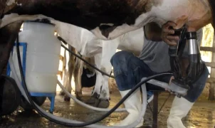 Produção de leite atinge recorde de 36,7 bilhões de litros com menos vacas ordenhadas