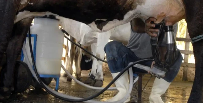 Produção de leite atinge recorde de 36,7 bilhões de litros com menos vacas ordenhadas