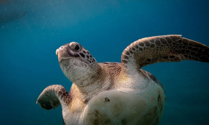 Ukrainian influencers filmed themselves sitting on top of sea turtle while it tries to lay eggs
