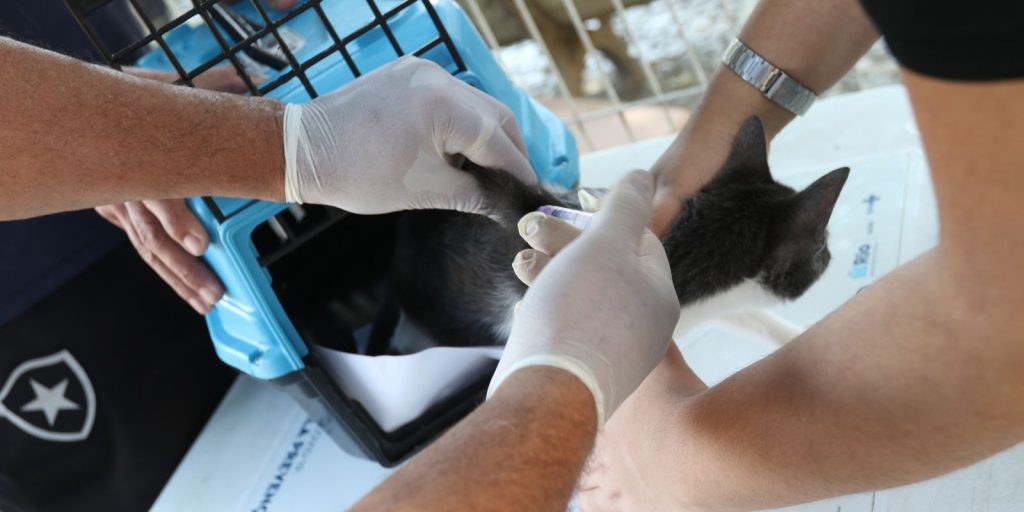 Rio de Janeiro confirma raiva em cão na Zona Oeste e reforça alerta para vacinação