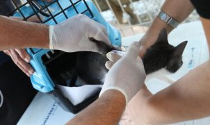 Rio de Janeiro confirma raiva em cão na Zona Oeste e reforça alerta para vacinação
