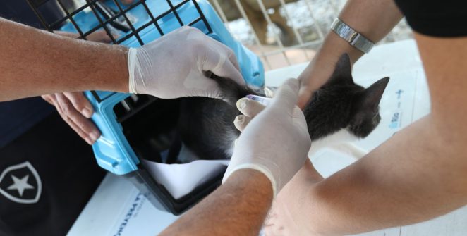 Rio de Janeiro confirma raiva em cão na Zona Oeste e reforça alerta para vacinação