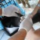 Rio de Janeiro confirma raiva em cão na Zona Oeste e reforça alerta para vacinação