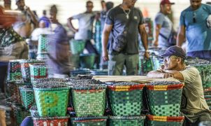 El Niño intensifica calor na Amazônia e Justiça do Trabalho orienta adaptação