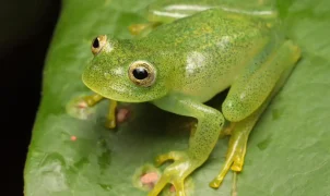 Nova rã-de-vidro é descoberta no Cerrado, em Goiás
