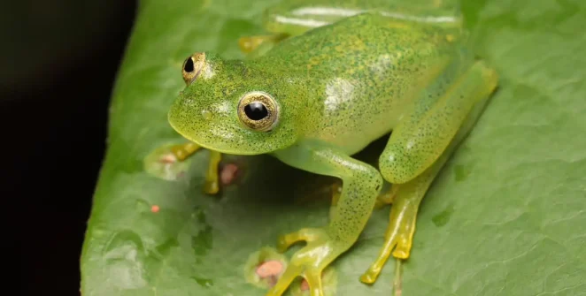 Nova rã-de-vidro é descoberta no Cerrado, em Goiás