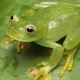 Nova rã-de-vidro é descoberta no Cerrado, em Goiás
