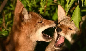 Coyotes choose the front of a couple's Southern California cabin for an early morning scrap
