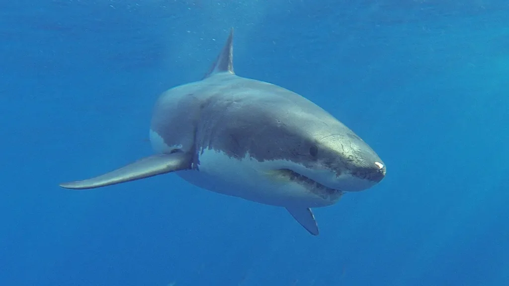 Surfista australiano perde parte da perna após ataque de tubarão e diz que animal piscou antes da mordida