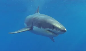 Shark attack survivor says as he was trying to poke its eye, the shark winked at him, then bit his leg off