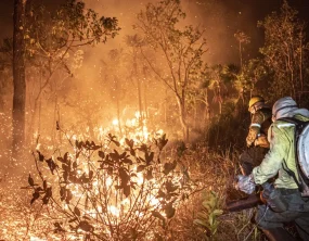 Amazonas: Ibama extingue 229 incêndios e mantém combate a 20 focos ativos
