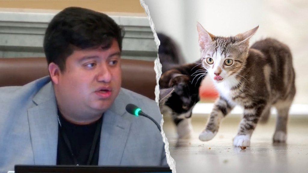 Vereador de Minneapolis diz que carros da Waymo matam gatos e pede motorista humano obrigatório