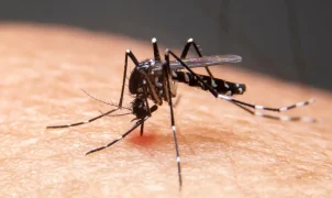 Estudo da Fiocruz liga avanço da dengue a anomalias térmicas e expansão chega a 54% do território