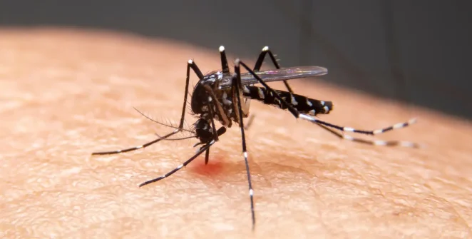 Estudo da Fiocruz liga avanço da dengue a anomalias térmicas e expansão chega a 54% do território