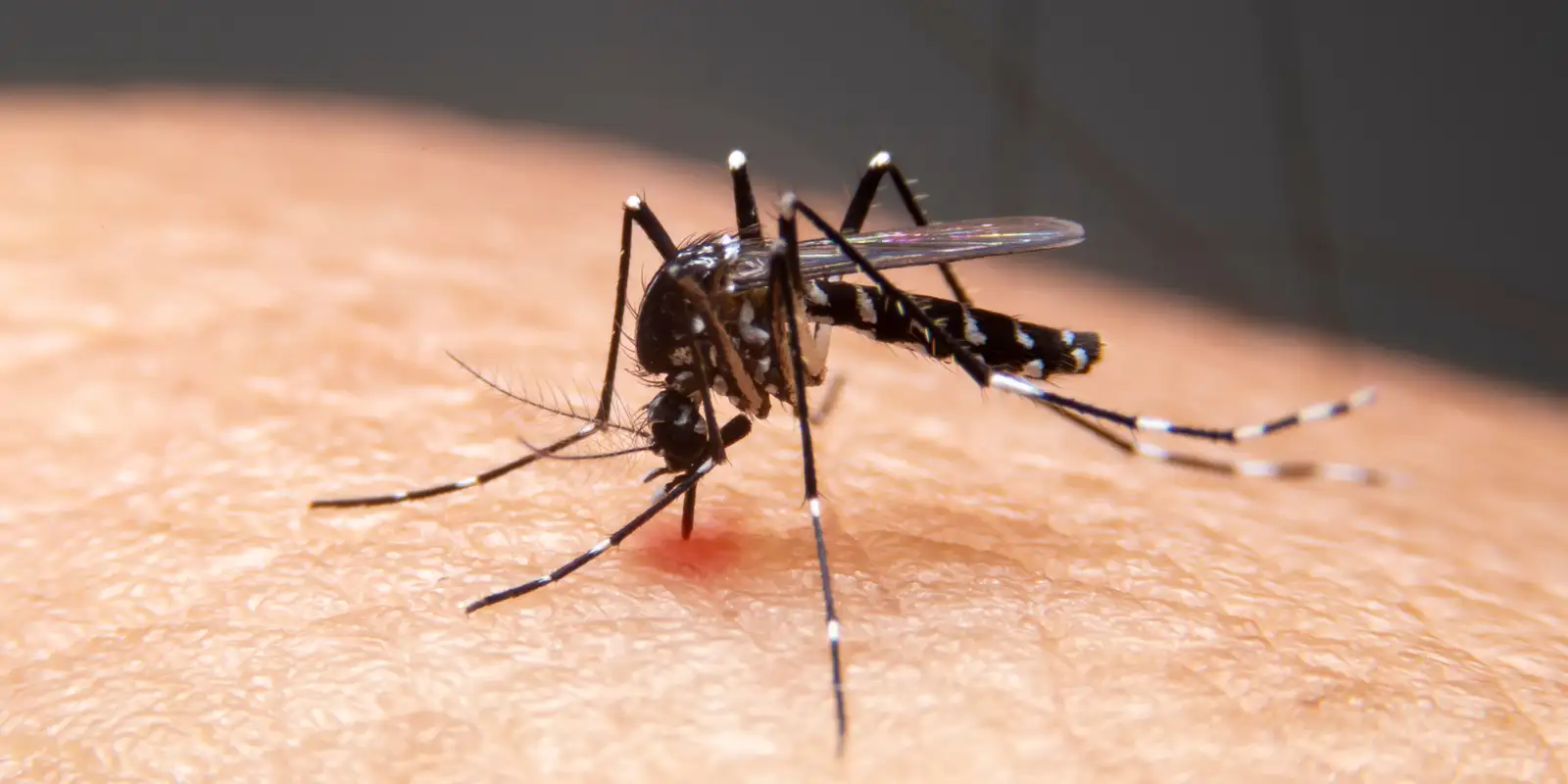 Estudo da Fiocruz liga avanço da dengue a anomalias térmicas e expansão chega a 54% do território