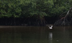 Relatório aponta queda média de 73% em populações de vertebrados selvagens em 52 anos