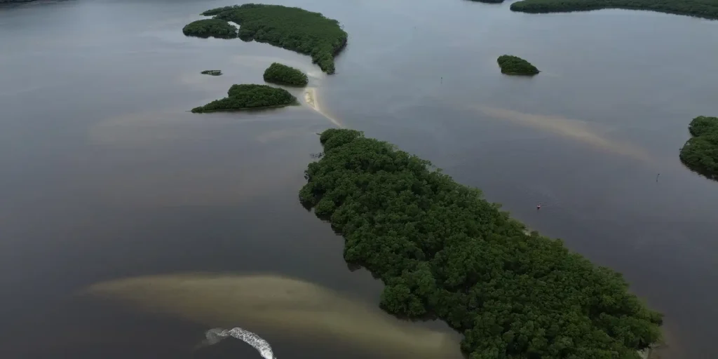 COP17 termina com balanço negativo sobre metas globais de biodiversidade