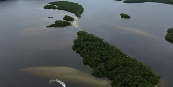 COP17 termina com balanço negativo sobre metas globais de biodiversidade