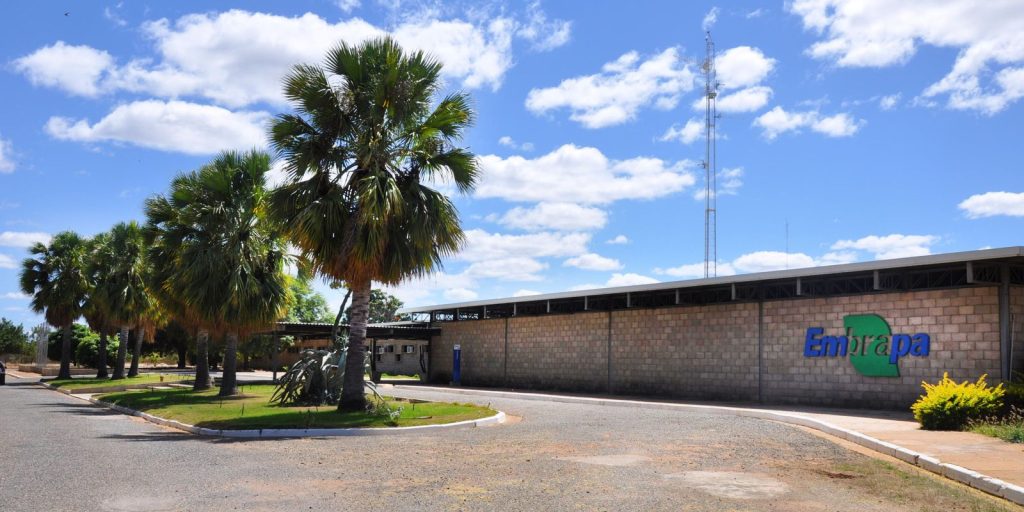 Embrapa é escolhida pela FAO como centro de referência mundial em florestas plantadas