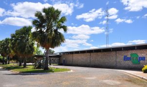 Embrapa é escolhida pela FAO como centro de referência mundial em florestas plantadas