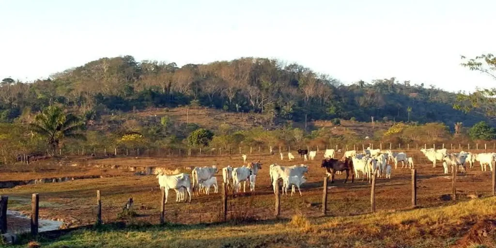 Agropecuária avança sobre entorno de áreas protegidas na Amazônia, aponta MapBiomas